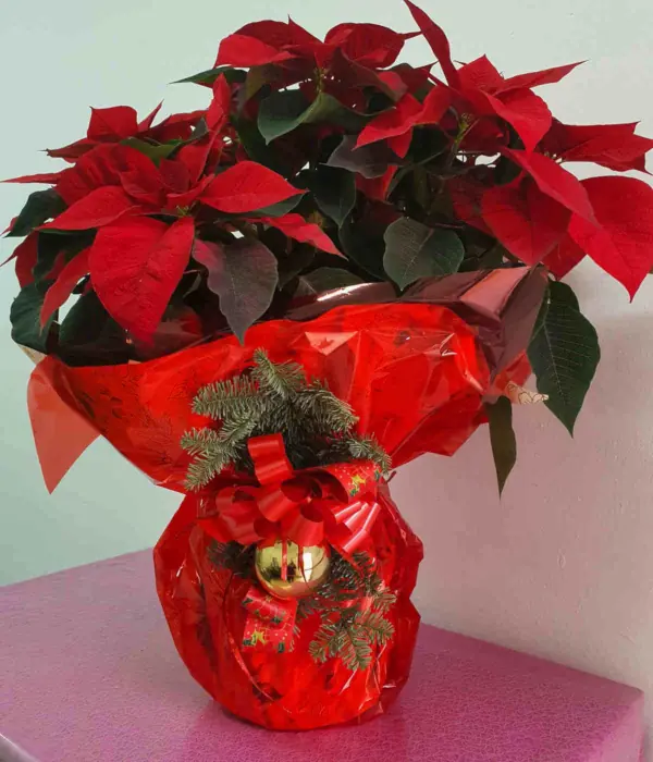 Flores de Navidad en Málaga